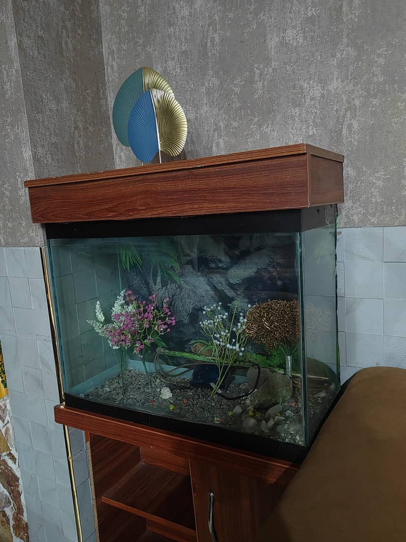 fish equarium 1