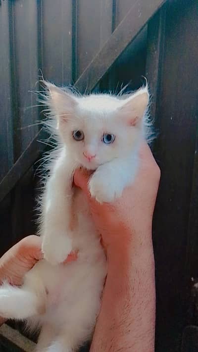 Persian Kitten| sami face | high quality | triple coated  Blue eyes