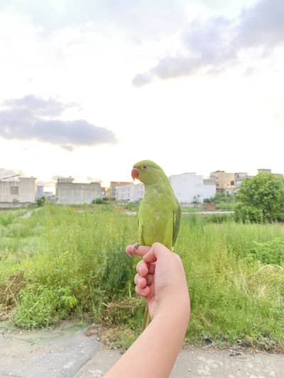 Indian ringneck pair for sale