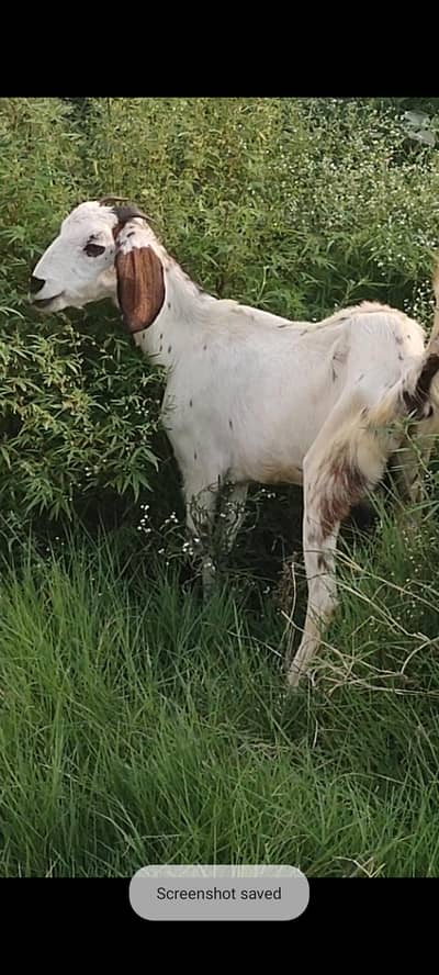 makhi cheni gabn bakri