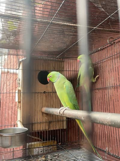 Parrots