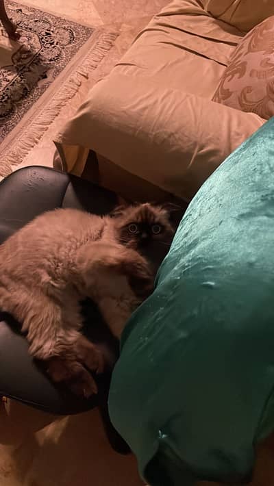 siamese cat
