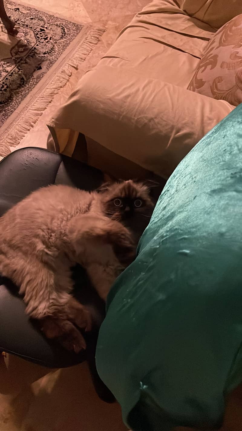 siamese cat 0