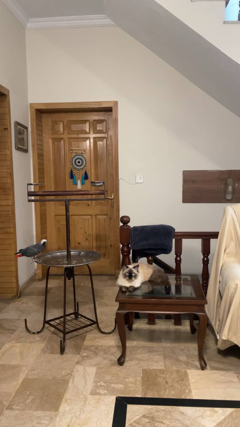 siamese cat 1