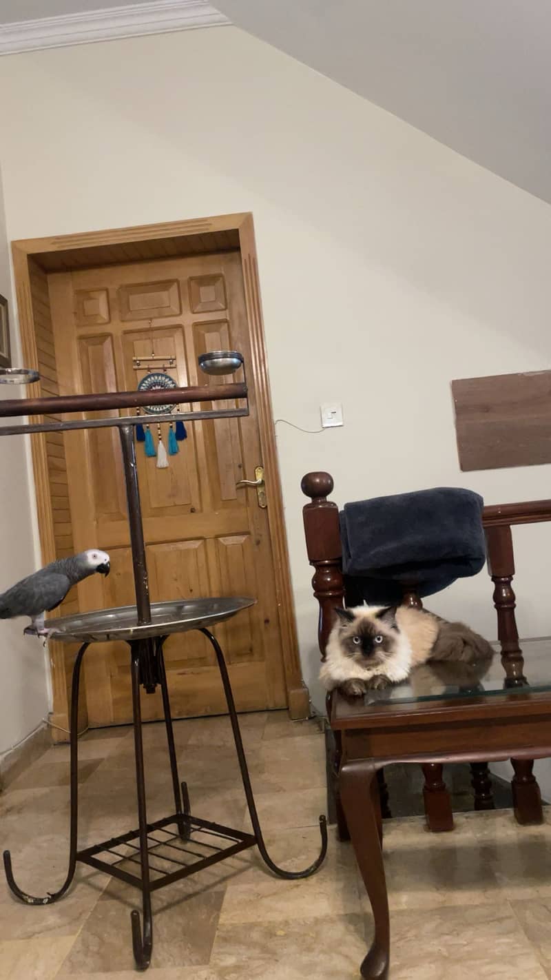 siamese cat 2