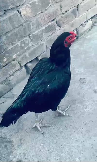 Black Aseel Lasani Pair