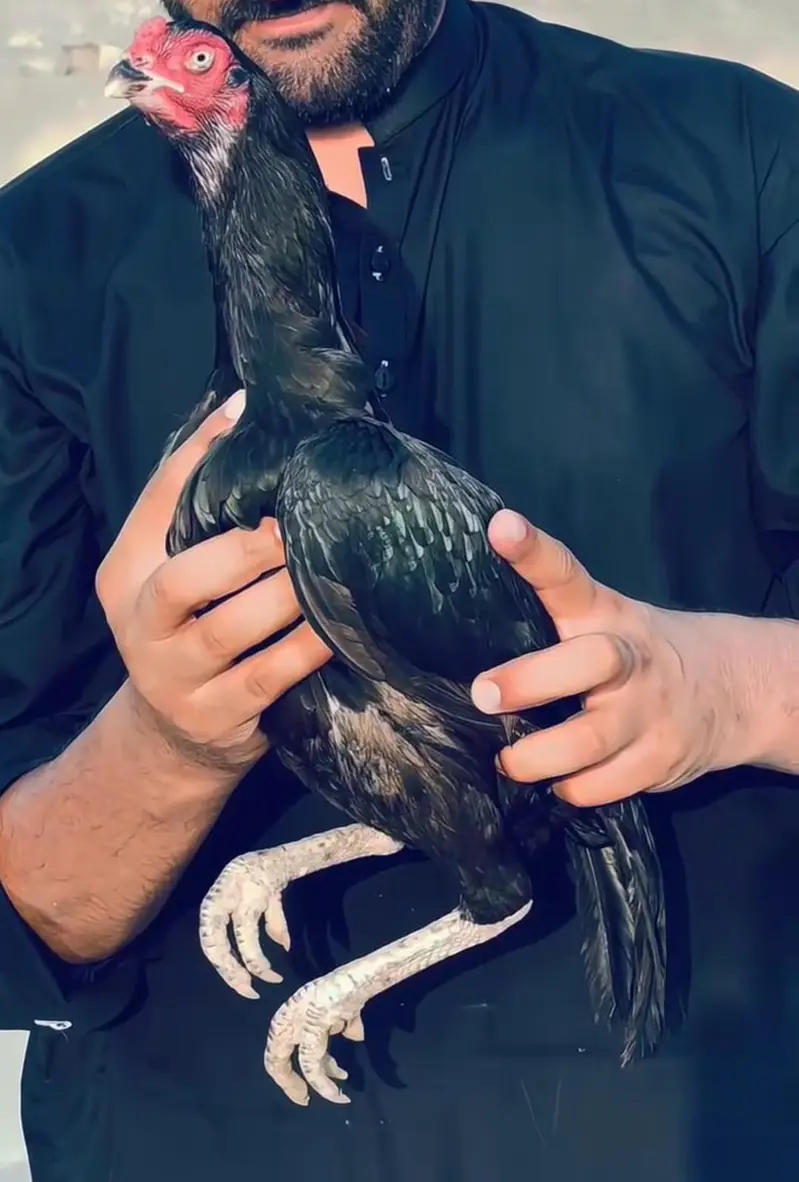 Black Aseel Lasani Pair — photo 4