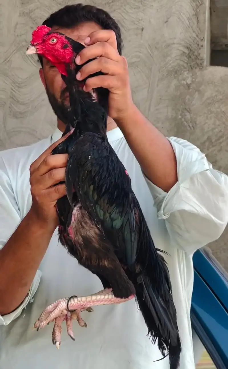 Black Aseel Lasani Pair — photo 8