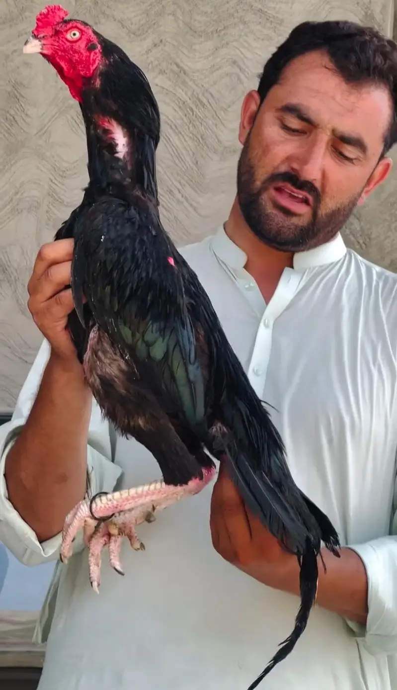 Black Aseel Lasani Pair — photo 9
