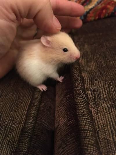 Hamsters | Baby Hamsters | Tammed Hmasters