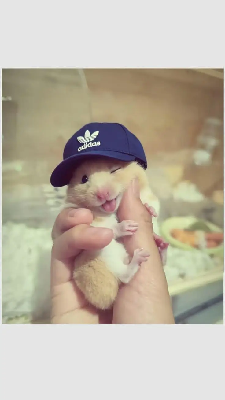 Hamsters | Baby Hamsters | Tammed Hmasters — photo 2