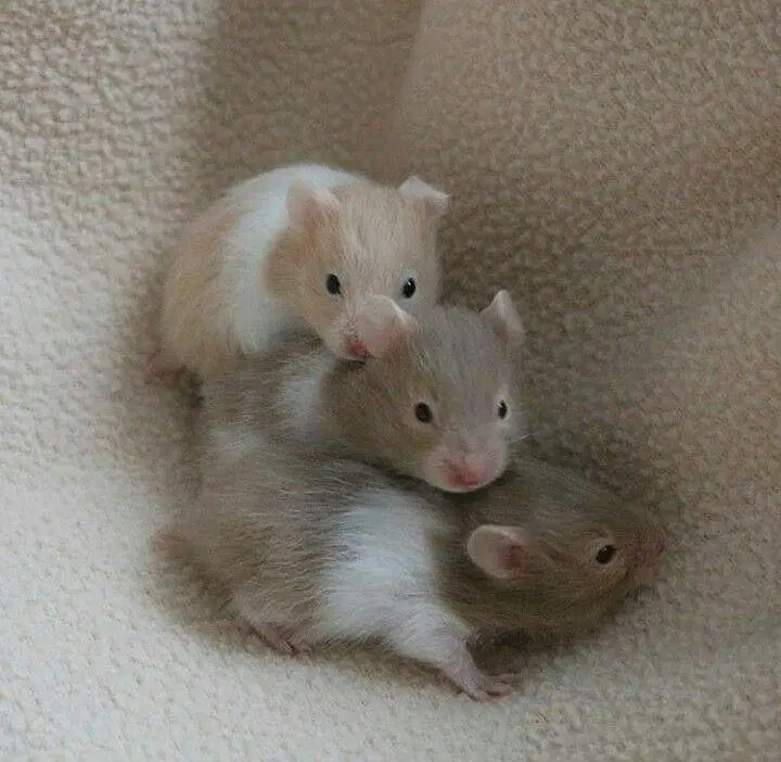 Hamsters | Baby Hamsters | Tammed Hmasters — photo 3