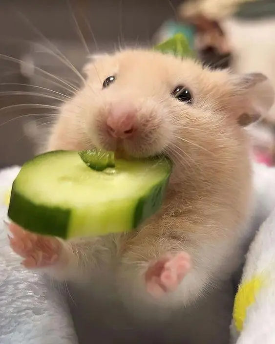 Hamsters | Baby Hamsters | Tammed Hmasters — photo 4