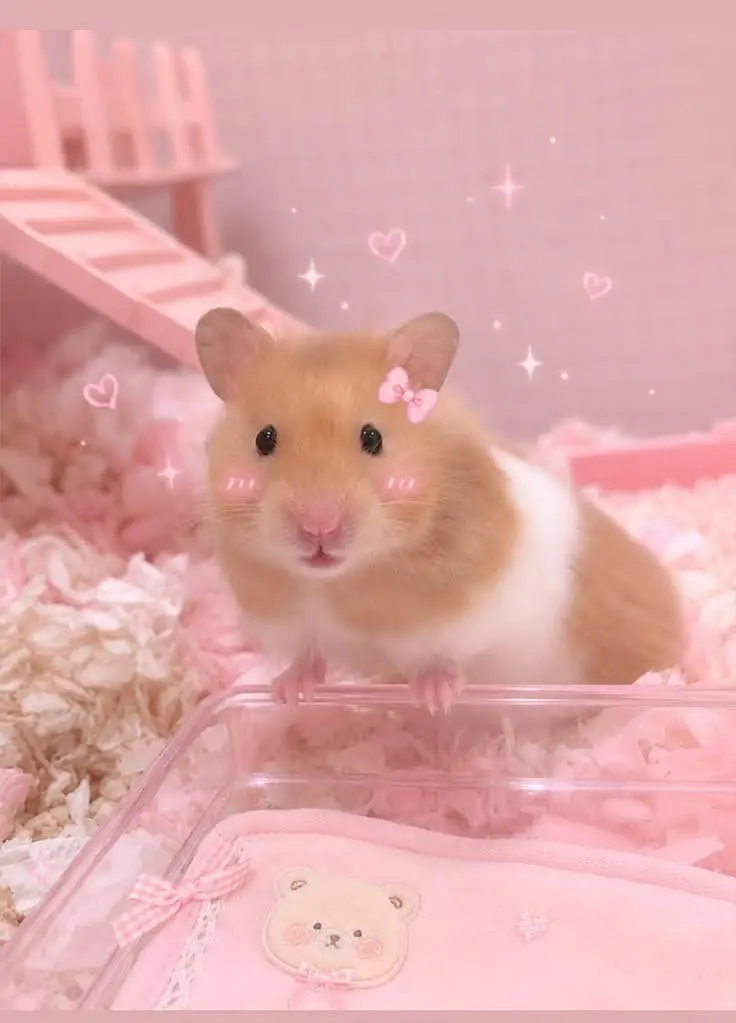Hamsters | Baby Hamsters | Tammed Hmasters — photo 5