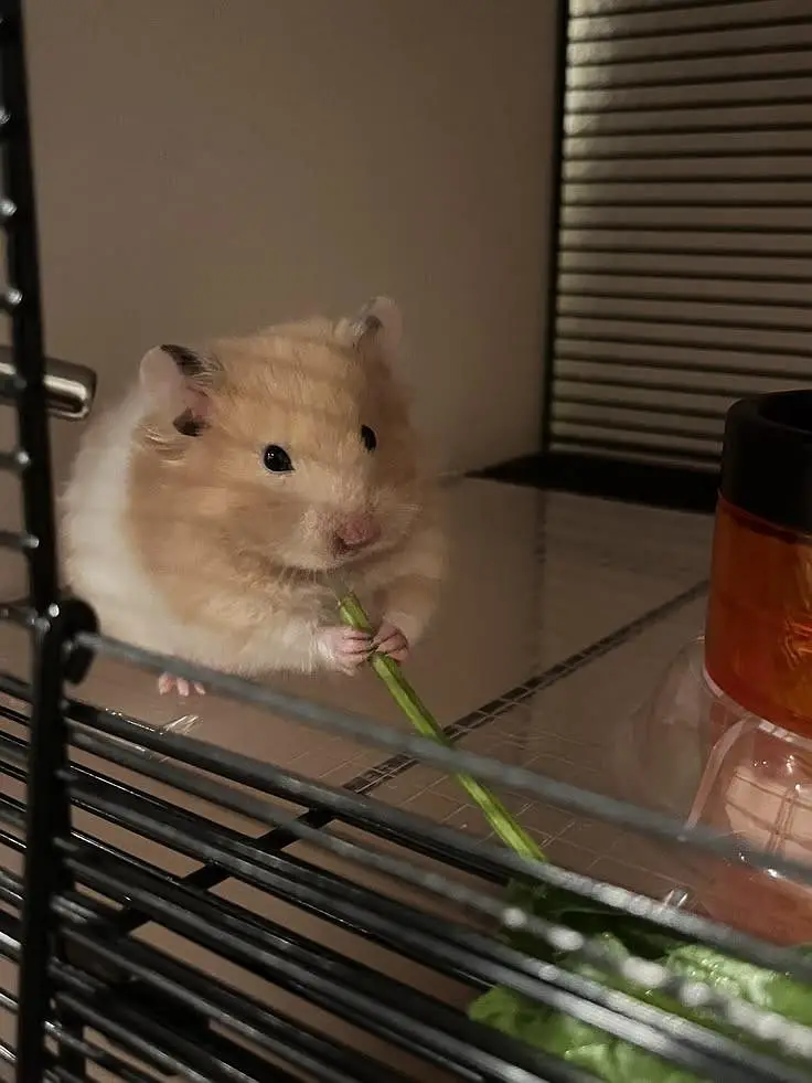 Hamsters | Baby Hamsters | Tammed Hmasters — photo 6