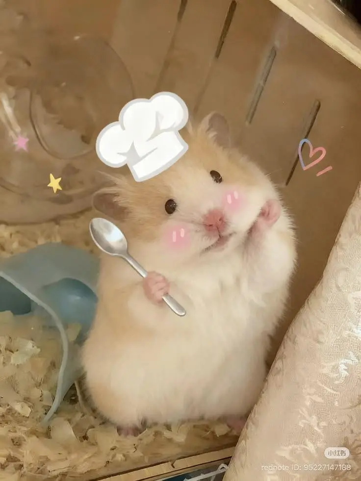 Hamsters | Baby Hamsters | Tammed Hmasters — photo 8