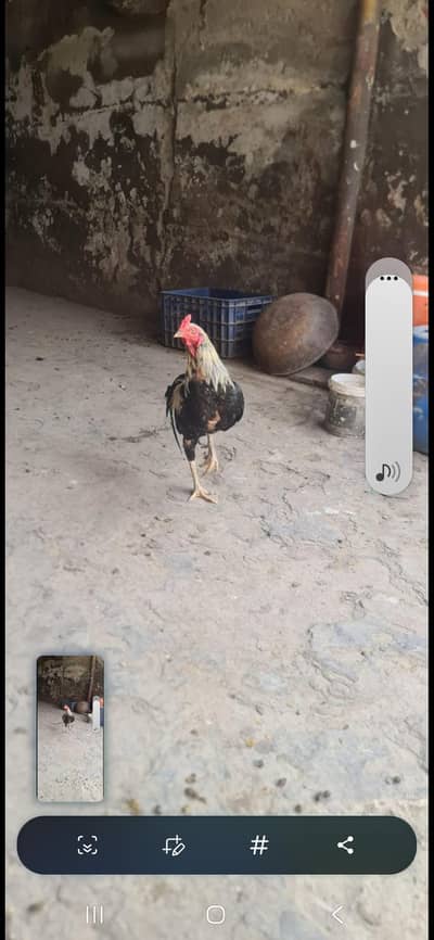 aseel hen pair