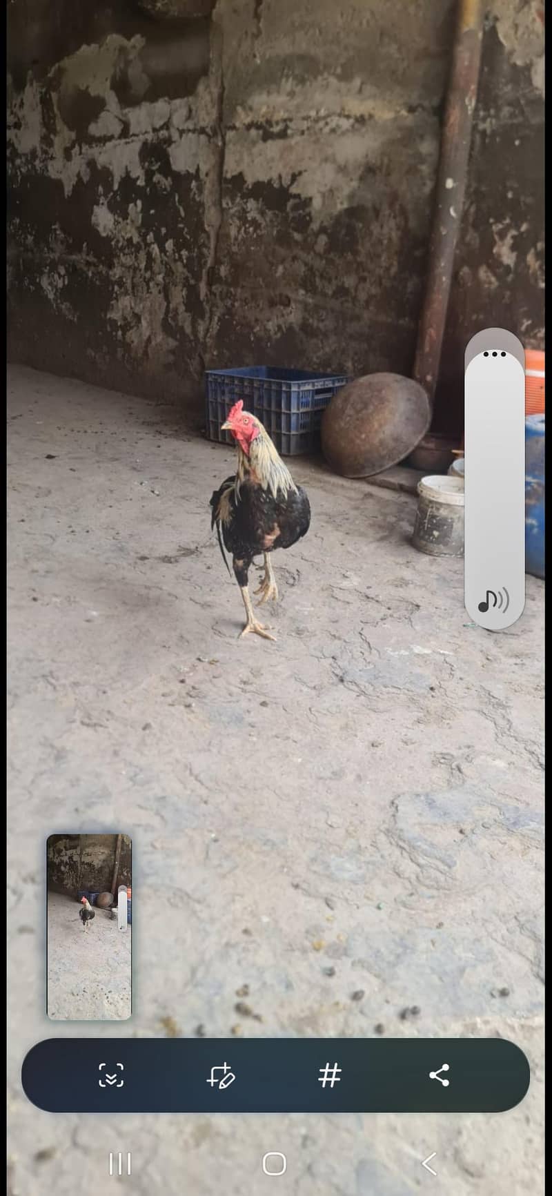 aseel hen pair 0