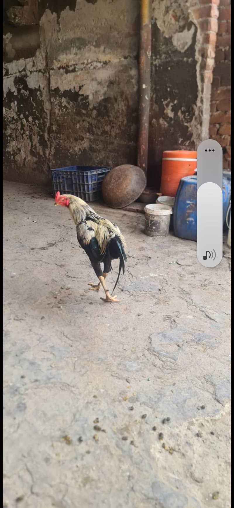 aseel hen pair 1