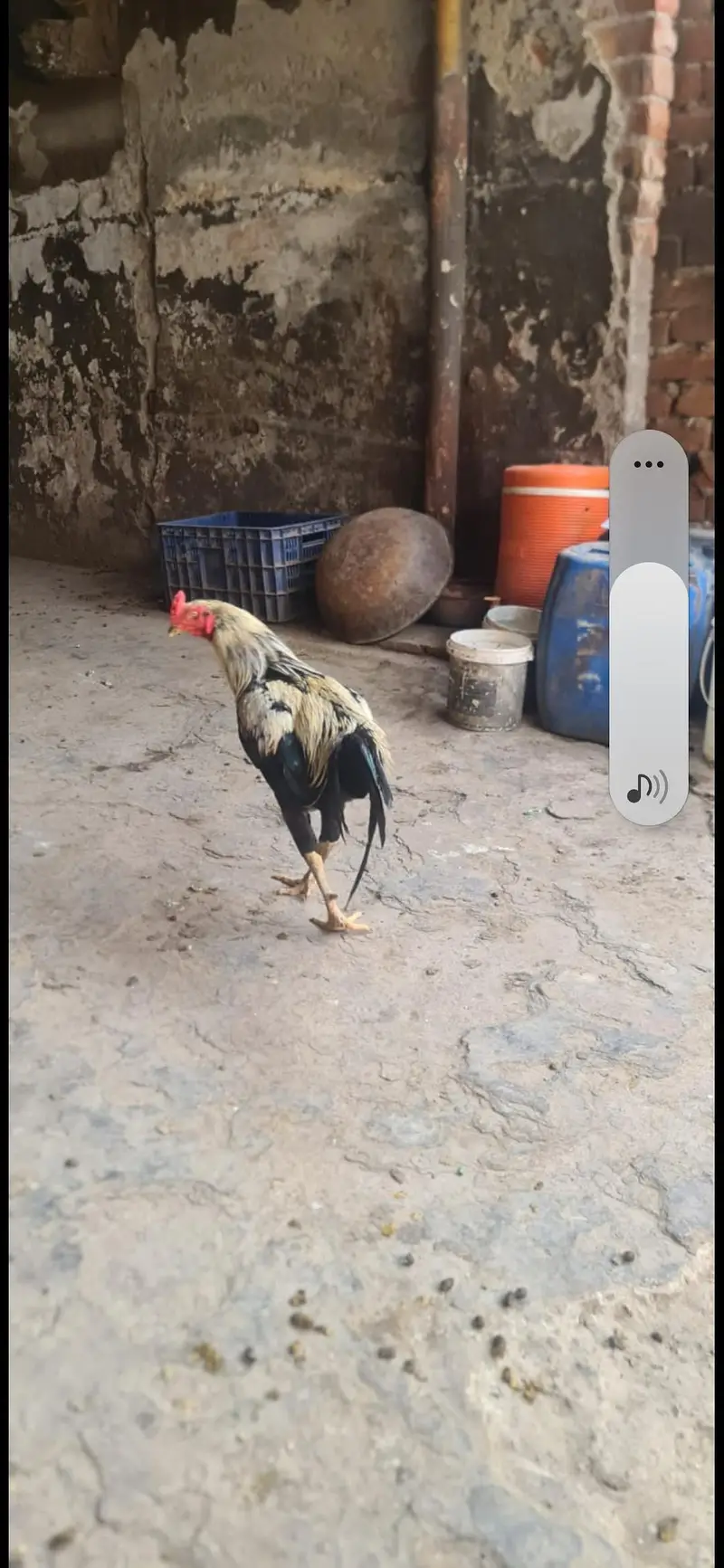 aseel hen pair — photo 2
