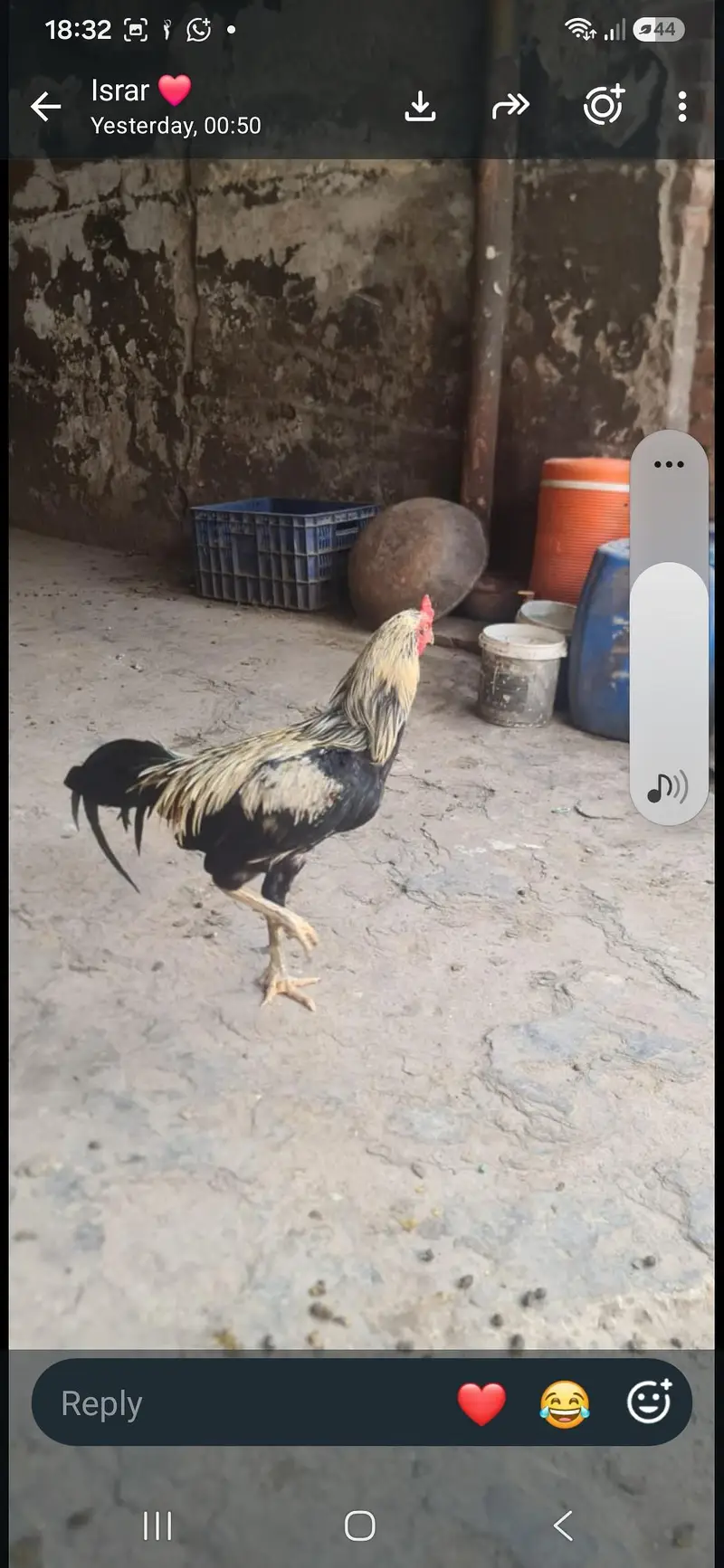 aseel hen pair — photo 3