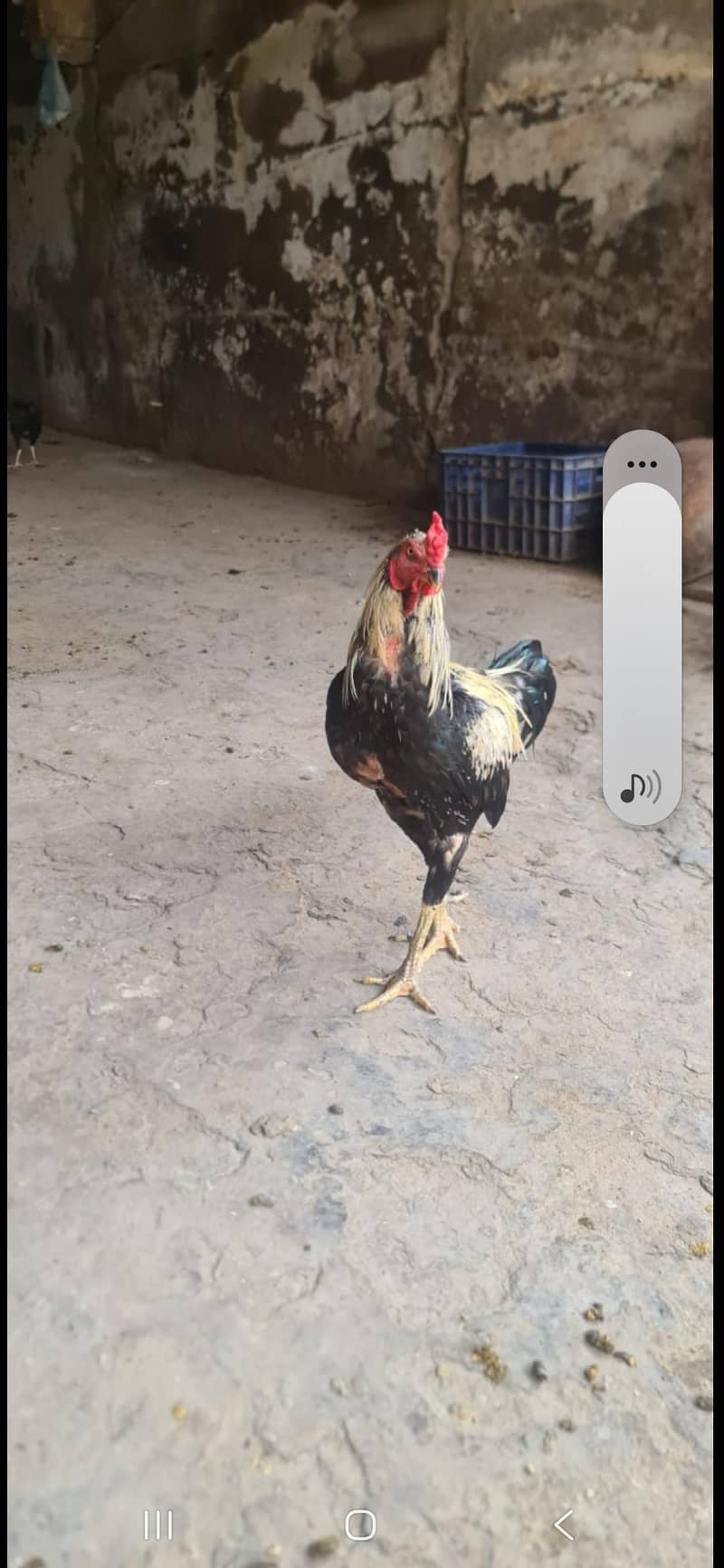 aseel hen pair 3