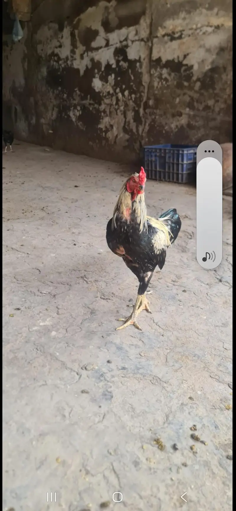 aseel hen pair — photo 4