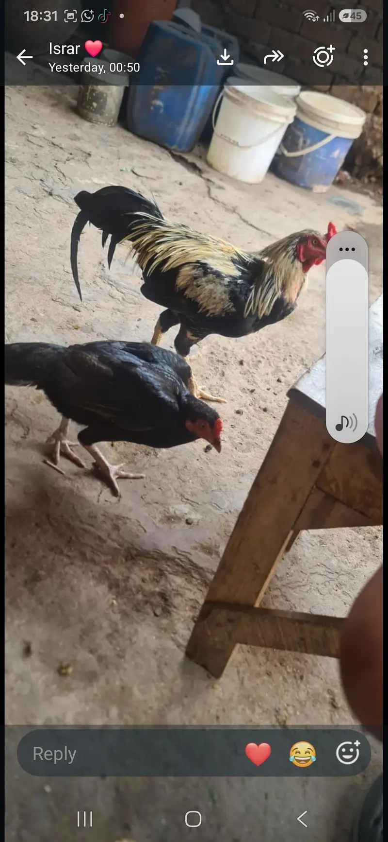 aseel hen pair — photo 5