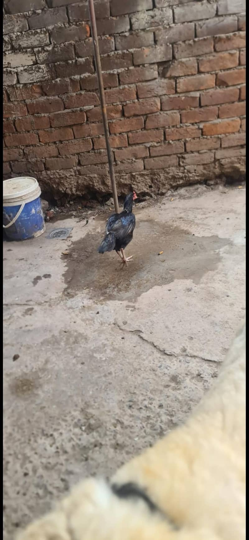 aseel hen pair 5