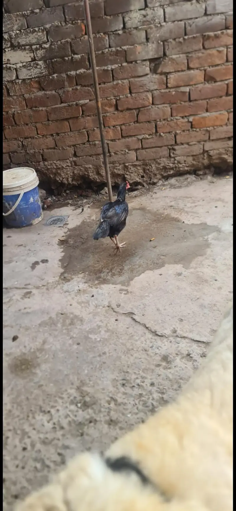 aseel hen pair — photo 6