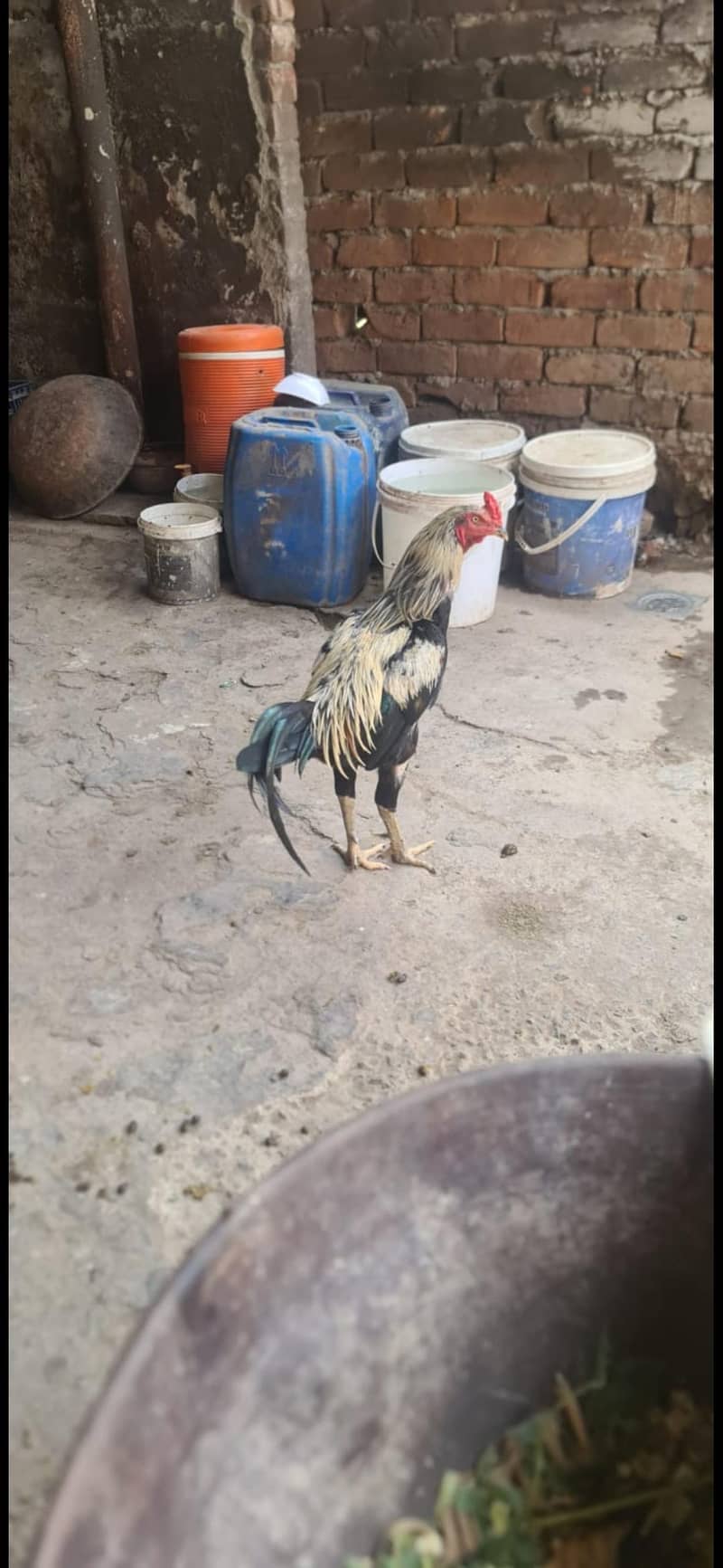 aseel hen pair 6