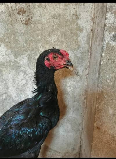 thai aseel for sale