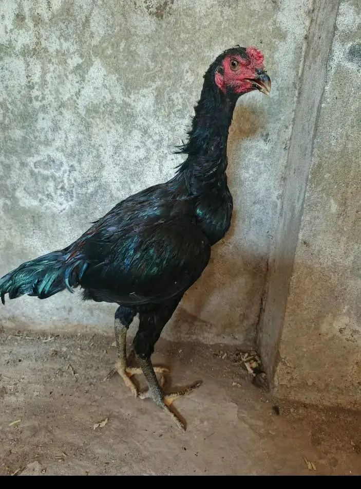 thai aseel for sale — photo 3