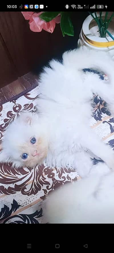 persian citan  baby