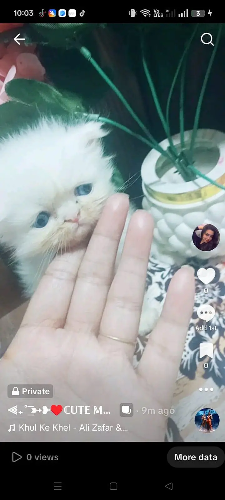 persian citan  baby — photo 2