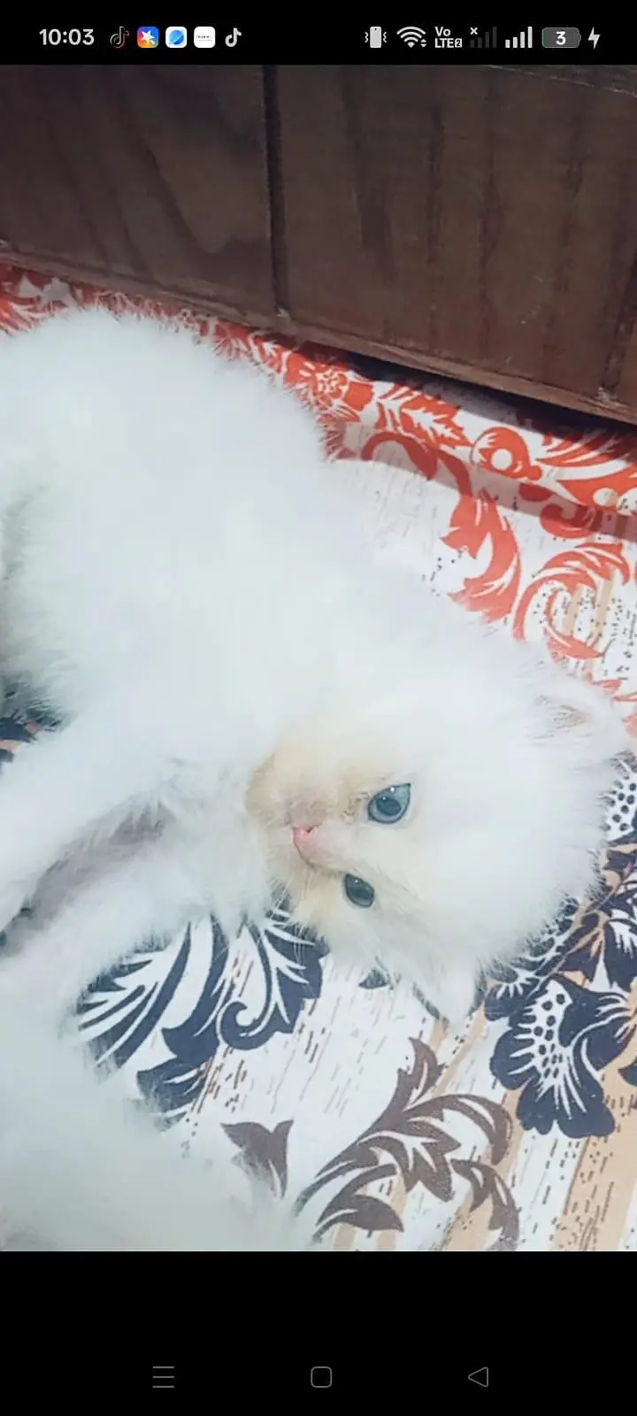 persian citan  baby — photo 4