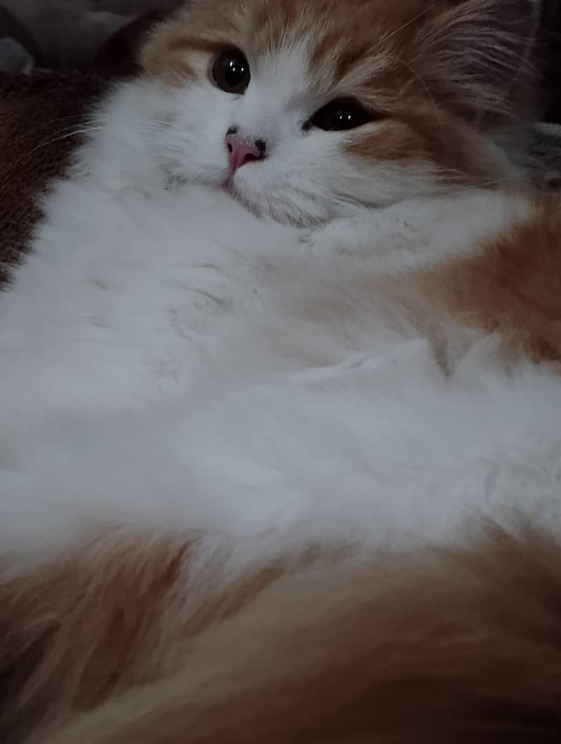 persian 2