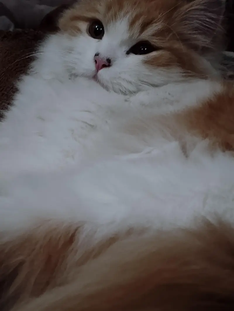 persian — photo 3
