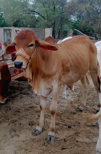 Brahman Breed Calf | 3 Months Old | Healthy & Beautiful|cow calf