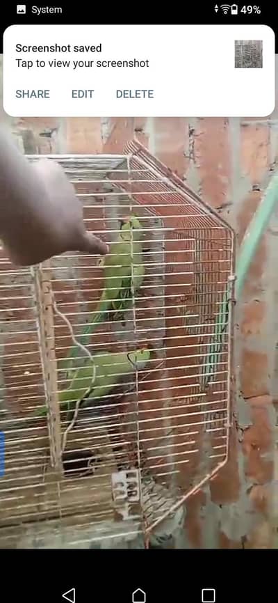 parrot for sale or exchange , murga and egg laying murgian