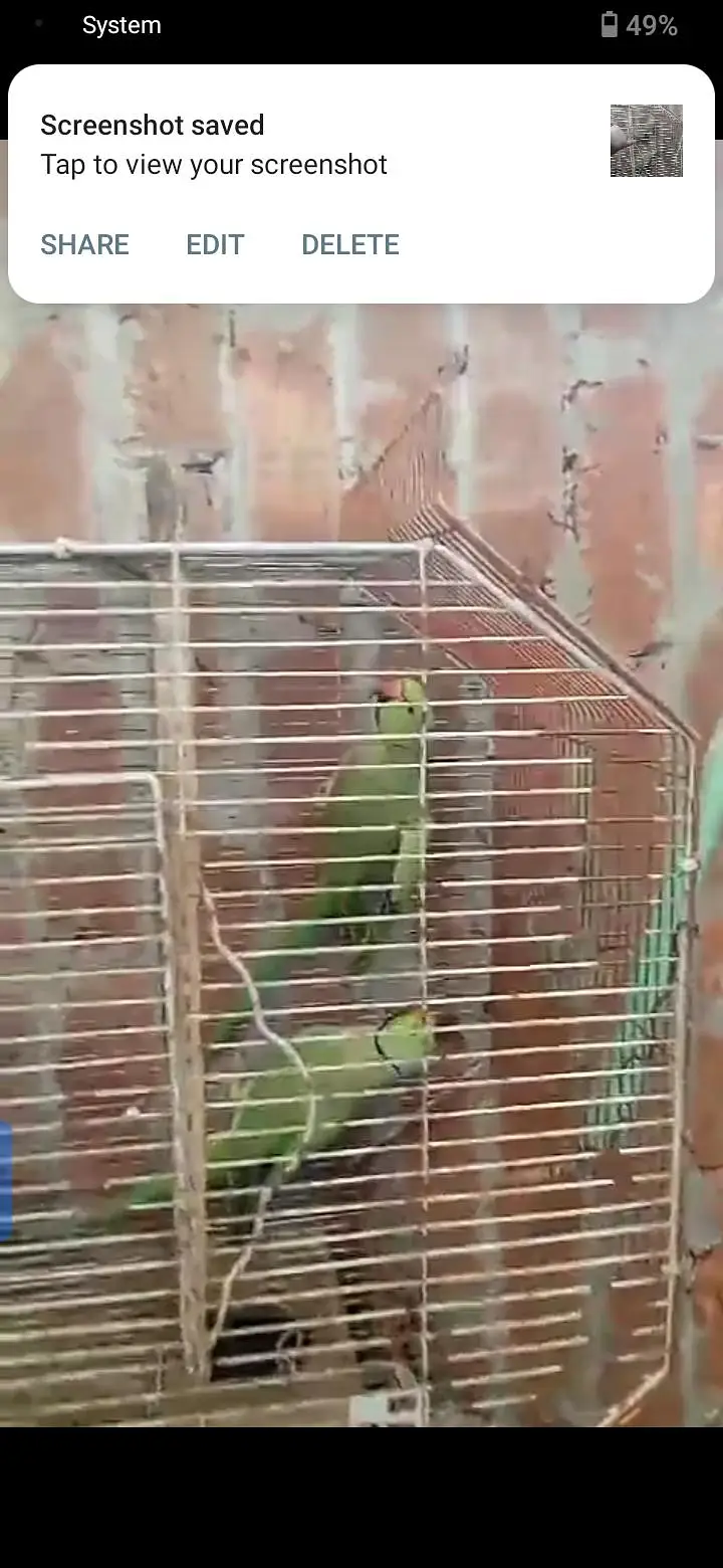 parrot for sale or exchange , murga and egg laying murgian — photo 2