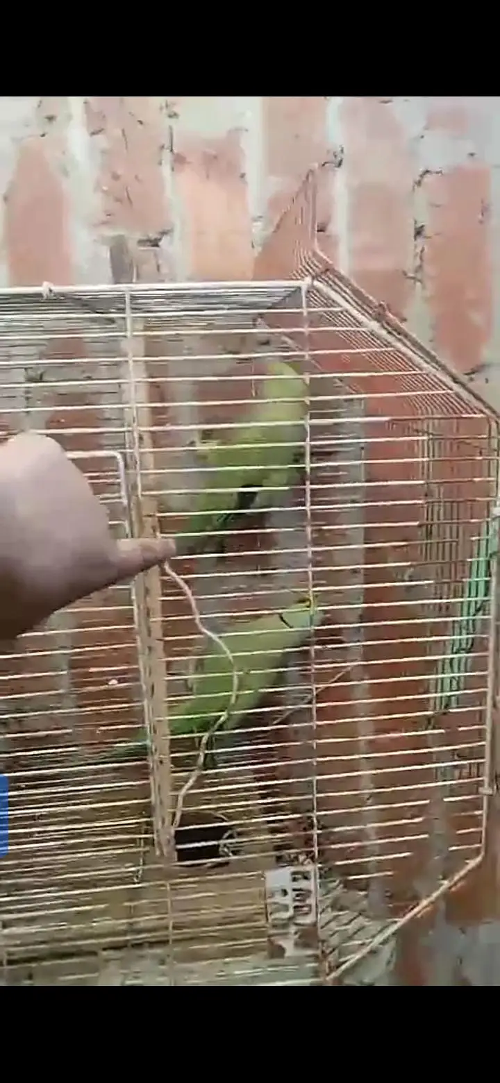 parrot for sale or exchange , murga and egg laying murgian — photo 3
