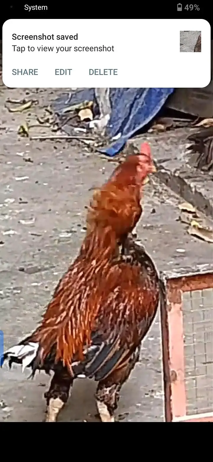 parrot for sale or exchange , murga and egg laying murgian — photo 4
