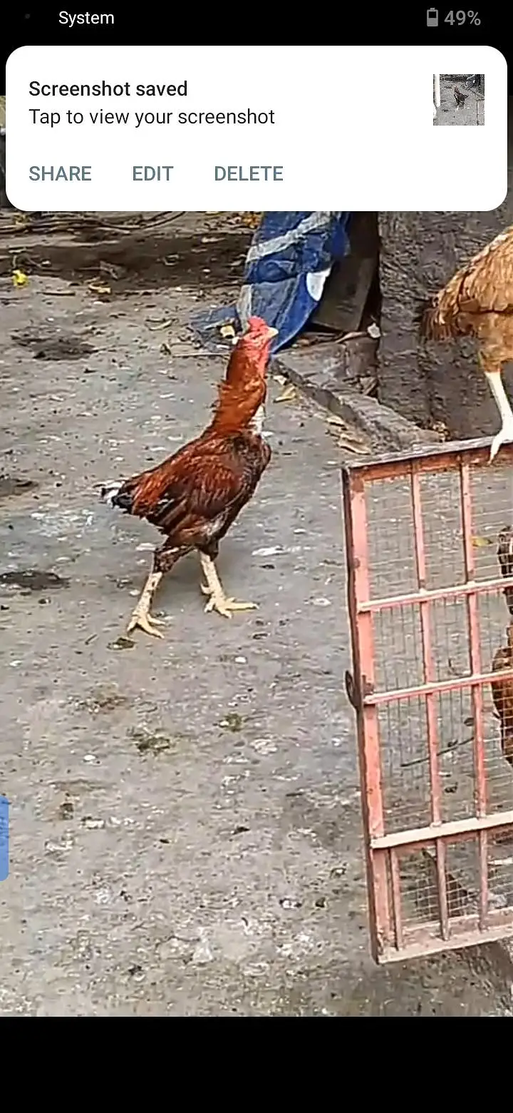 parrot for sale or exchange , murga and egg laying murgian — photo 5