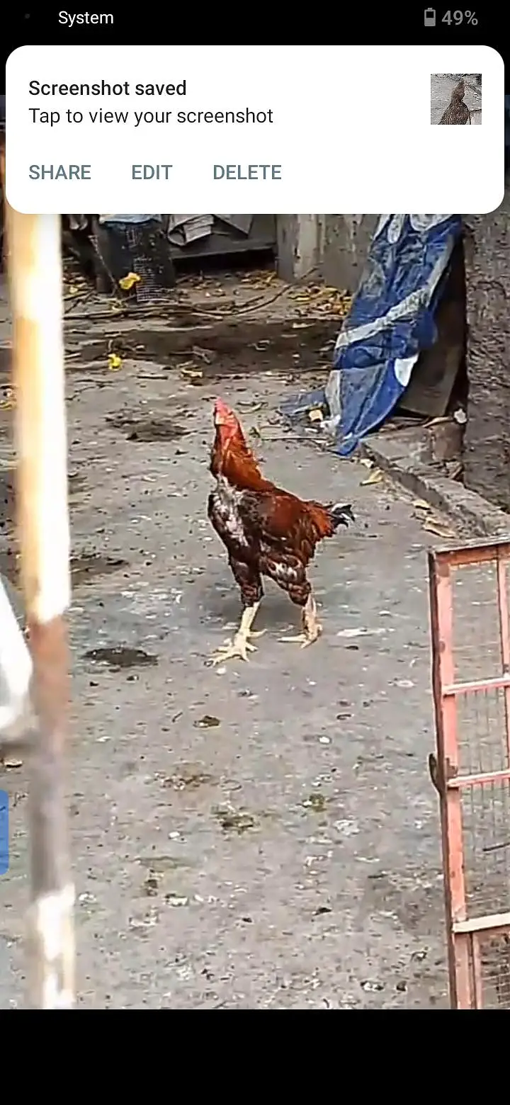 parrot for sale or exchange , murga and egg laying murgian — photo 6
