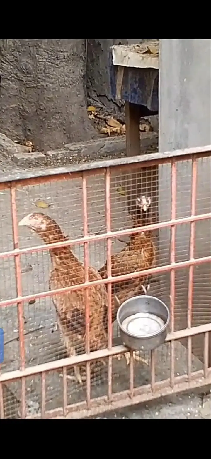 parrot for sale or exchange , murga and egg laying murgian — photo 9