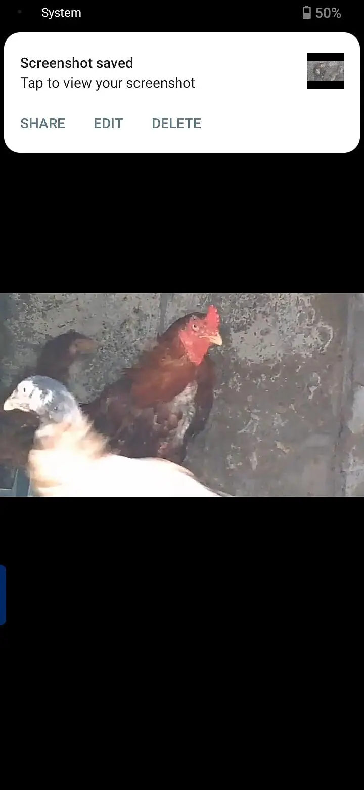parrot for sale or exchange , murga and egg laying murgian — photo 10
