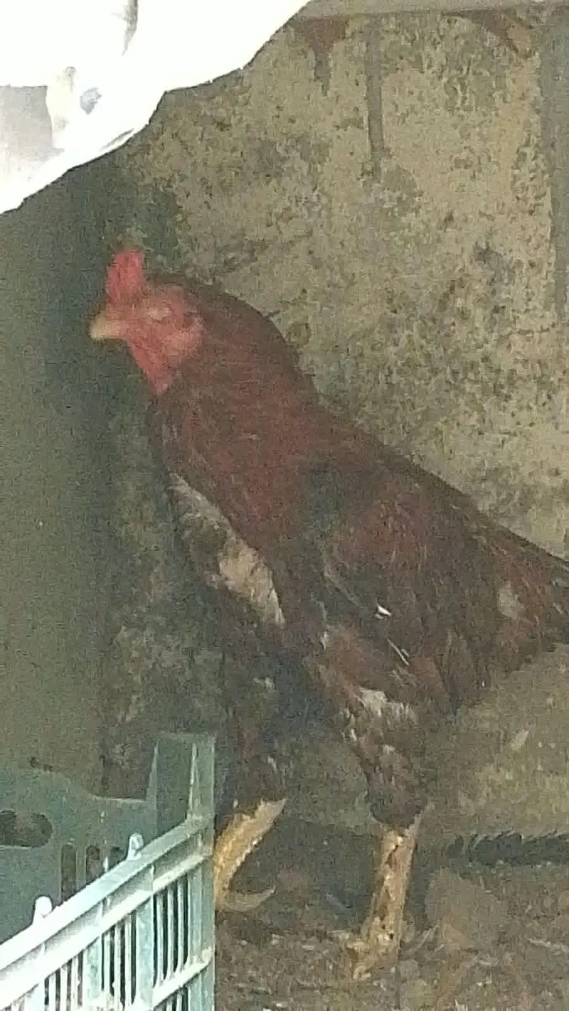 parrot for sale or exchange , murga and egg laying murgian — photo 12