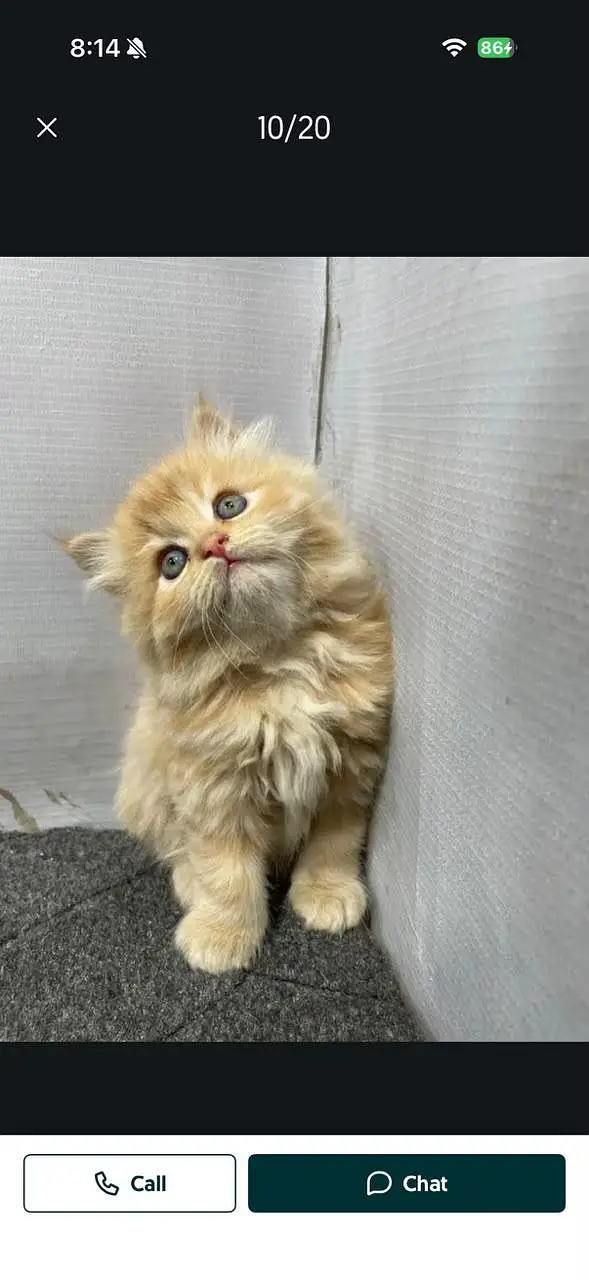 Persian cat and kitten punch face triple coated — photo 5