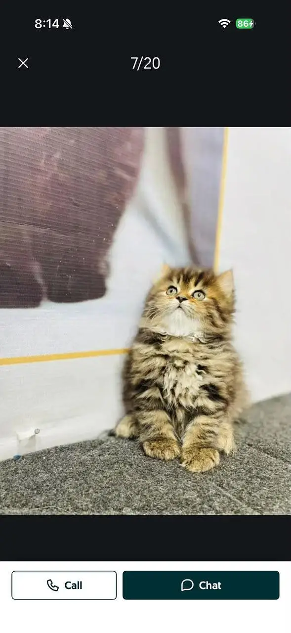 Persian cat and kitten punch face triple coated — photo 8
